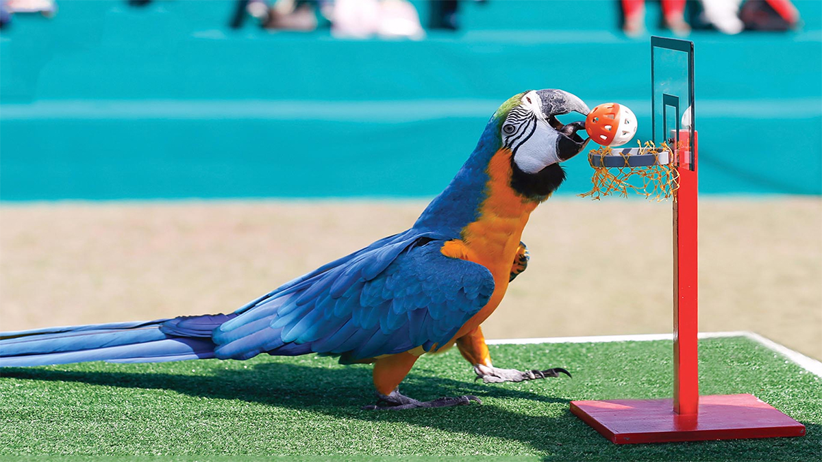 Exotic Bird Show Dubai Siyana Holidays