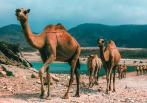 Oman Tour Packages